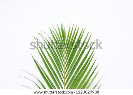palm branches isolated on white background. flat lay, top view