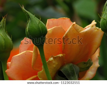 Orange rose flowers
