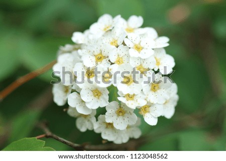 Beautiful white flowers at sunny spring days in the garden.