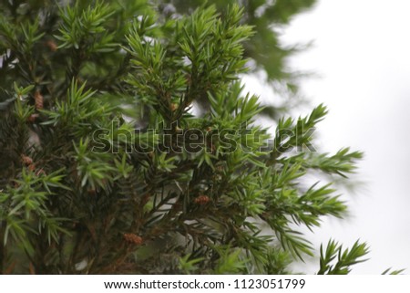 Green Pine Leaves in Spring
