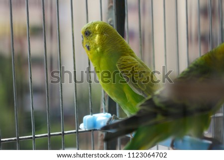 Budgerigars in the bird cage with selective focus and bokeh background