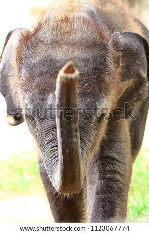 The baby elephant raised trunk