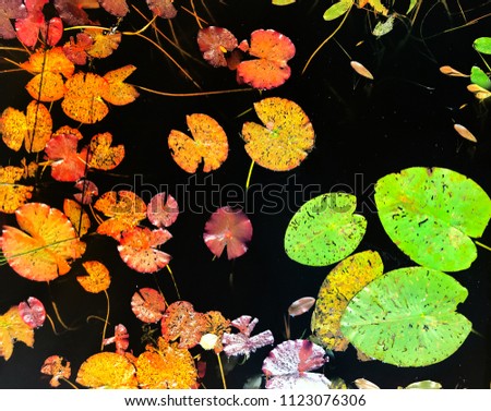 Tropical lily pads flat image. abstract natural background surface. Black background.