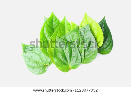 Piper betel leaves on white background. This is an evergreen plant with heart-shaped leaves. Petel plant originated in South and South East Asia.