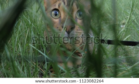 Bengal cat walks in the grass. He shows different emotions. The view of the animal is very close to the grass. The cat looks at the camera.