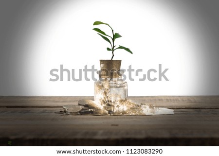 plant growing on coins stack with sunray for saving money concept