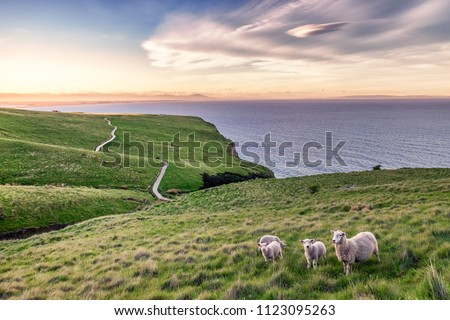I took this shot in Christchurch New Zealand when trekking along the coastline.  It was approaching sunset and the sky is so vibrant and beautiful. Three cute young lambs follows their mother sheep. Royalty-Free Stock Photo #1123095263