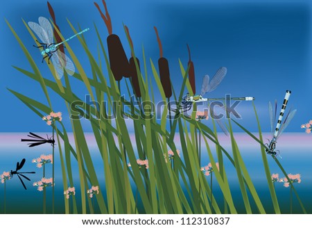 illustration with rush and dragonflies near pond