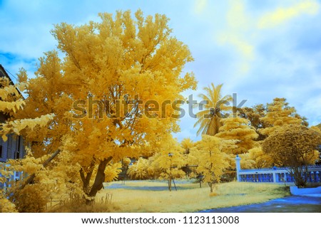 Yellow trees from near infrared style by IR mode. Paradise concept.