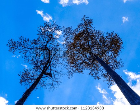Silhouette of trees under the clouds and blue sky background.Nature composition using as background or wallpaper landscape concept.