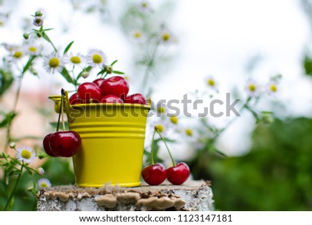 red ripe cherry on a background of trees and the sun