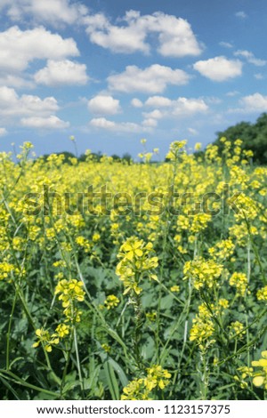  Oilseed rapeseed flowers in cultivated agricultural field. Selective focus.