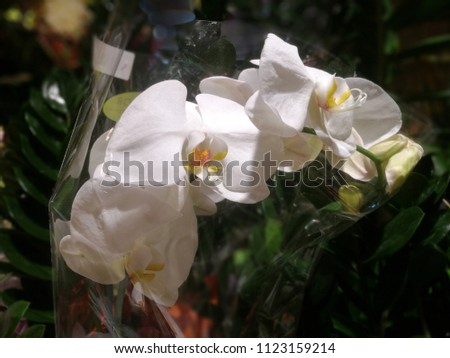 White Orchid Flower 