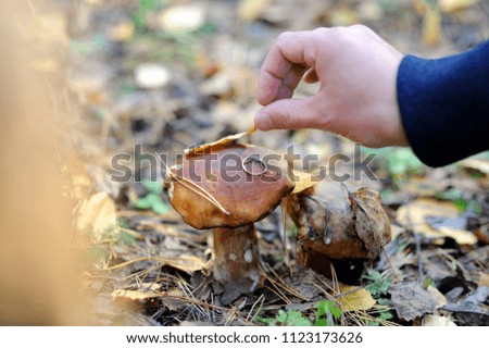 Moscow region, Russia. Mushroom in the autumn forest. Close-up of male hand puts a golden ring on the mushroom cap. The ground is covered with fallen leaves and pine needles.
