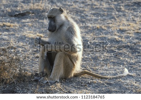 Baboon in SelousGame Reserve, Tanzania