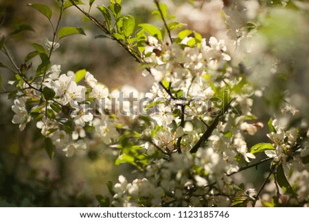 Flowering cherry. A tree with white flowers. A park. Amsterdam. Netherlands. Spring.