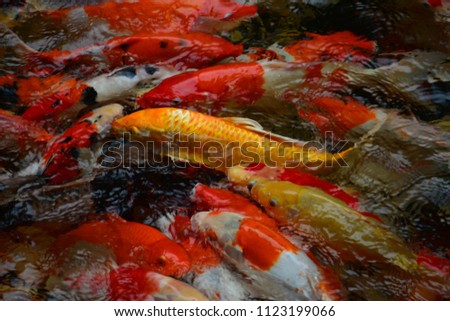 Silverfish and goldfish