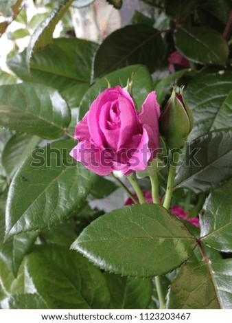 Beautiful rose grown in flower shop
 