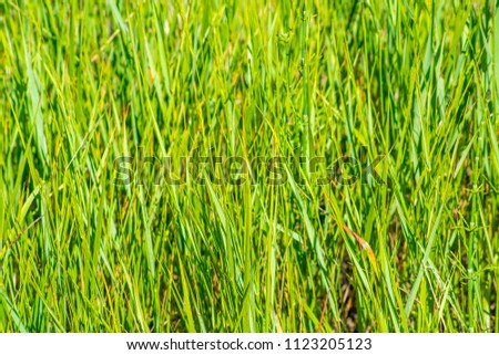 Beautiful bright background of green grass, summer day, texture for design