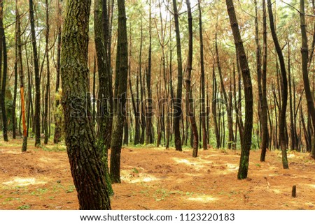 Pine forest in Gunung Bunder Tourism Attraction located in Bogor District of West Java, Indonesia Royalty-Free Stock Photo #1123220183