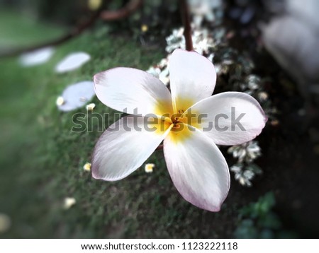 Frangipani flowers grow in the front garden