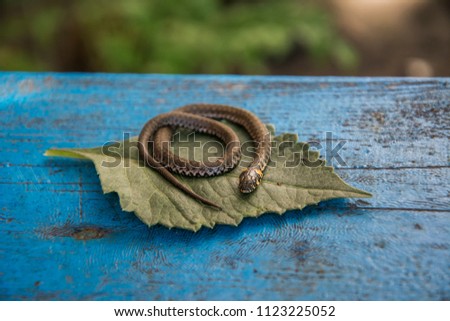 In summer, on a bench in the garden on a piece of paper there is a curled little grass-snake.