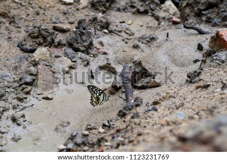 Yellow Monarch Butterfly on the mud ground