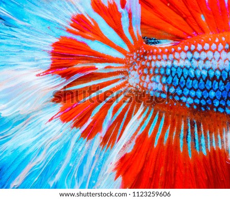 Halfmoon betta fish, siamese fighting fish, Capture moving of fish, abstract background of fish tail
