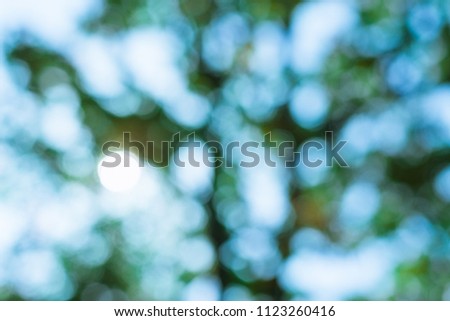 Shimmering blur spot light on green branch tree with blue sky as background