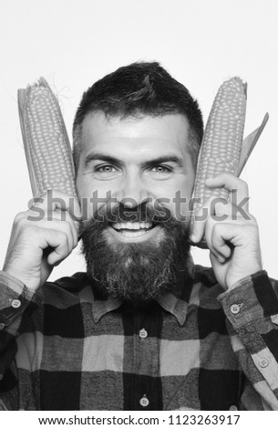 Guy shows his harvest. Man with beard holds ripe corn cobs near ears isolated on white background. Farmer with happy smiling face with yellow corn. Farming and autumn crops concept.