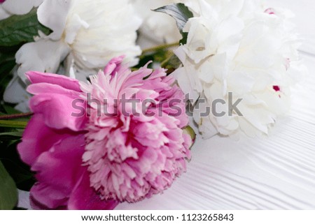 Beautiful pink and white peony flowers on the wooden white table with copy space. Top view or closeup flat lay style with macro plants with petals.