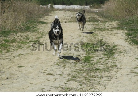 Photo of two happy running husky.