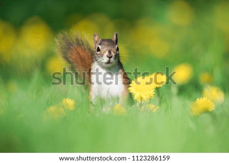 An American Red Squirrel forages for a meal in a dandelion field at Toronto, Ontario's popular Ashbridges Bay Park.