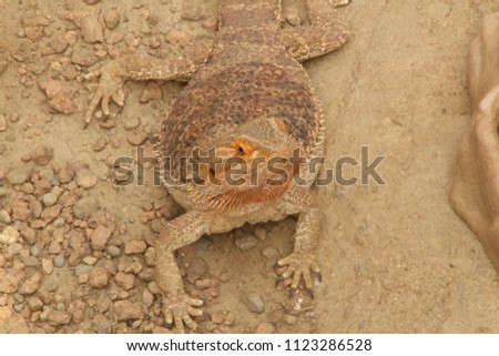 Bearded Dragon camouflaging in the dirt