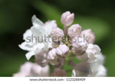 Beautiful white lilac flowers at warm sunny summer days in the garden.