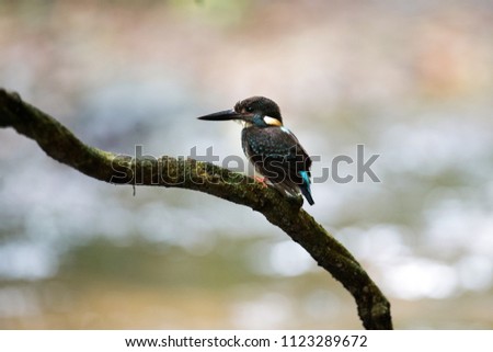 Adult male Blue-banded kingfisher (Alcedo euryzona), low angle view, side shot, standing upon the curve branch over the stream in nature background, Kaeng Krachan National Park, the forest of Thailand