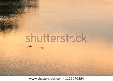 Water background reflecting golden sunlight with birds swimming in the water.