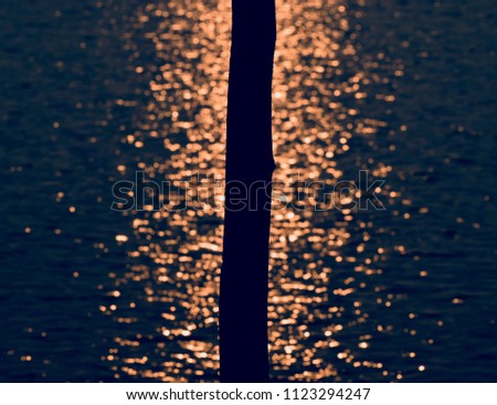 Silhouette tree parts with illuminated sunlights reflection in water unique photo