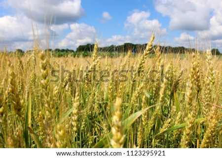 Agriculture, agronomy and farming background. Summer countryside landscape with field of ripening wheat close up in a shallow depth of field against blue sky out of focus. Wisconsin, Midwest USA.  Royalty-Free Stock Photo #1123295921