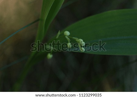 Small lily of the valley blooming under the big tree shadow in sunny summer day.