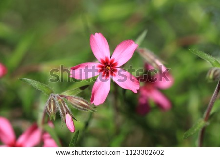 Beautiful pink flowers in warm sunny summer day in the garden.
