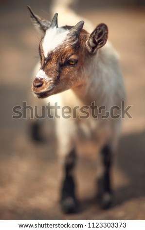 A little goat on the farm. Portrait of an animal. Russia.Goatling