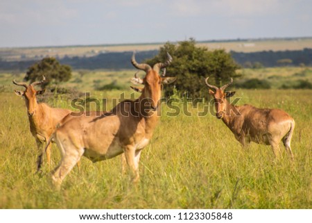 Antelopes in the wild