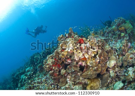  Photographer taking pictures on a St Lucia reef