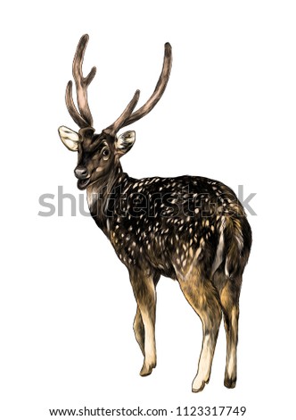 spotted deer stands full-length with his back turned with his head turned turns back, sketch vector graphic color illustration on white background