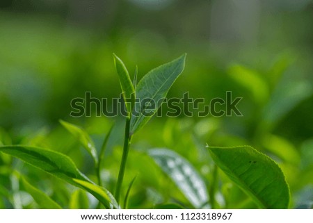 The green tea leaves are very beautiful in the sunset sun
