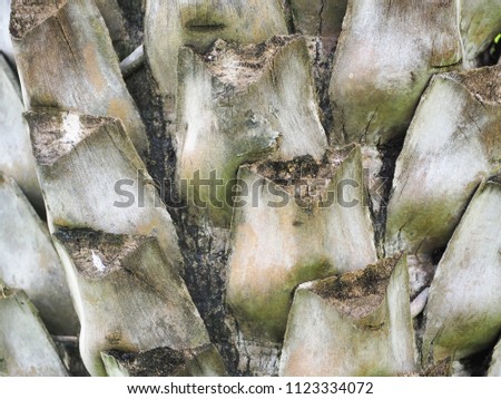 beautiful wood of coconut tree abstract background.