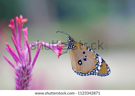 Monarch butterfly hangs on to the flower with nice soft backgroound
