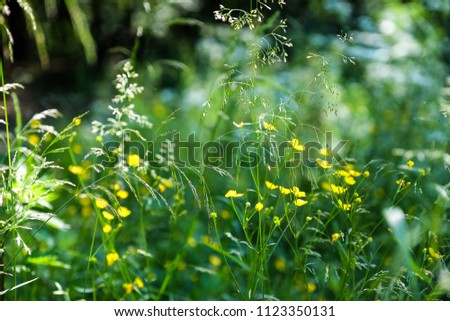 Summer day. Green grass. Swaying with the wind. Field white and yellow flowers.