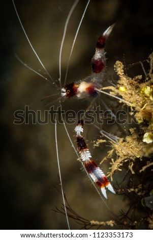 Banded coral shrimp or barberpole shrimp: (Stenopus hispidus) on the Giant Clam dive site, Puerto Galera